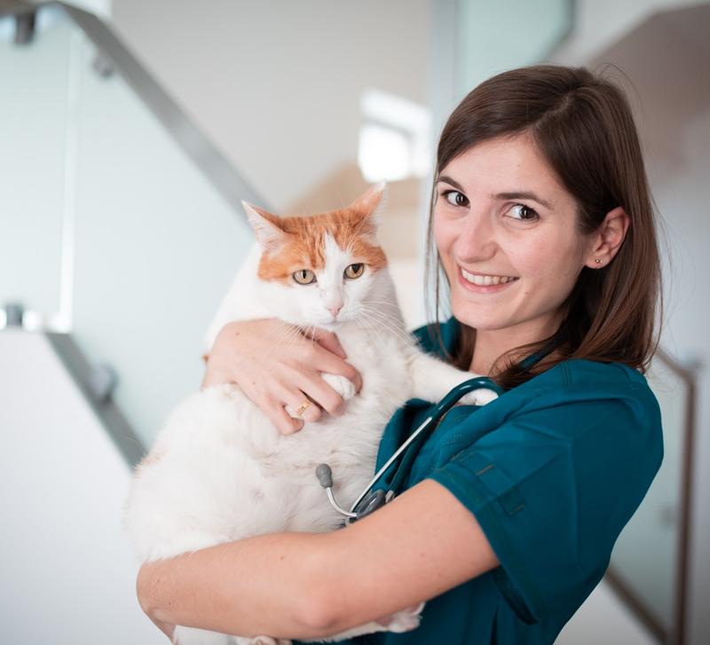 Alicia Gosalbez GpCert FelMed. Veterinaria especialista en medicina Felina